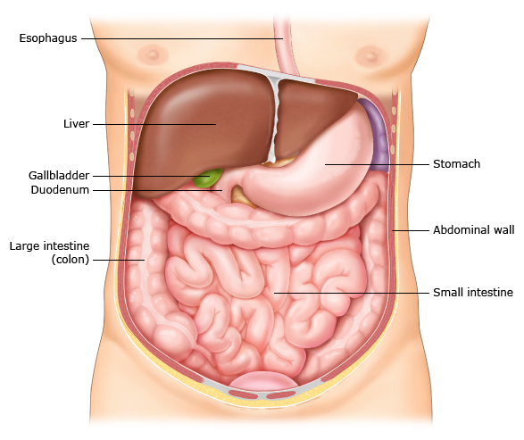 This is a figure titled Organs inside the abdomen (belly). Legend: The organs in the abdomen (belly) include the liver, gallbladder, stomach, and intestines.