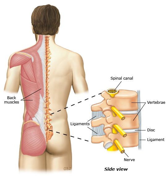 Anatomy of the back