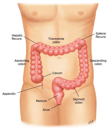 This is a figure titled Colon and rectum. Legend: This figure shows the the colon (also known as the large intestine), the rectum, and the anus. Doctors use different names for different parts of the colon.