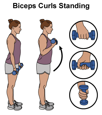 These are 2 images of a woman standing up straight and holding small hand weights in her hands.  In the first image her hands are at her sides and elbows straight.  In the second image she bends her elbows, bringing the weights towards her shoulders.  There are also 3 small callouts showing different hand positions to hold the weights like with the palms down, palms up or palms to the side.