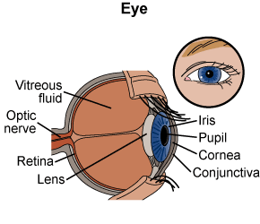 This is an image of a side view of an eye. There are labels that show where the vitreous fluid, optic nerve, retina, and lens are located. The iris, pupil, cornea, and conjunctiva are also labeled. There is a callout of a picture of the front view of an eye.