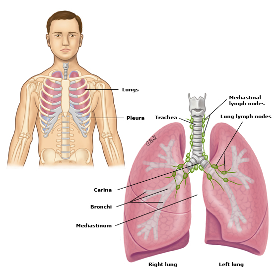 Normal lungs