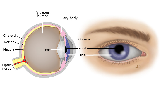 This is a figure titled Parts of the eye. Legend: The drawing on the left shows a side view of the eye, with the different parts labeled.