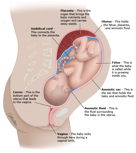 This is a figure titled Pregnancy terms. Legend: This drawing shows a baby inside the uterus late in pregnancy.