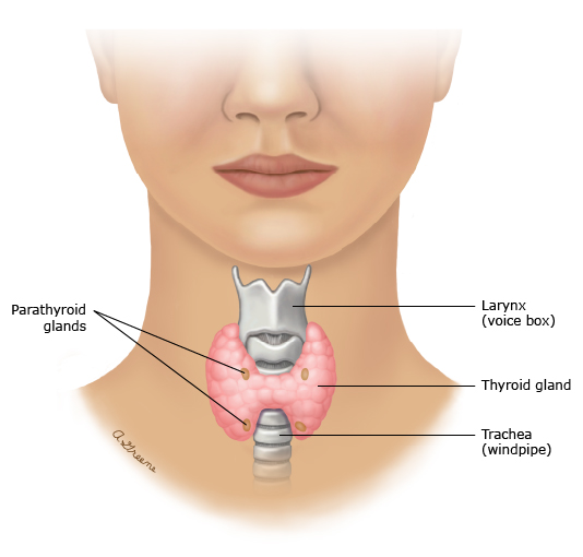 This is a figure titled Thyroid and parathyroid glands. Legend: The thyroid gland is a butterfly-shaped gland in the middle of the neck, just below the larynx (voice box). It makes 2 hormones called T3 (also called "triiodothyronine") and T4 (also called "thyroxine"). These control how the body uses and stores energy. The parathyroid glands are 4 small glands behind the thyroid. They make a hormone called parathyroid hormone. This helps control the amount of calcium in the blood.
