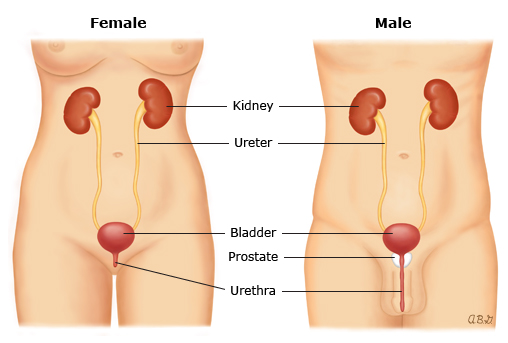This is a figure titled Anatomy of the urinary tract in adults. Legend: Urine is made by the kidneys. It passes from the kidneys into the bladder through 2 tubes called the "ureters." Then, it leaves the bladder through another tube called the "urethra."